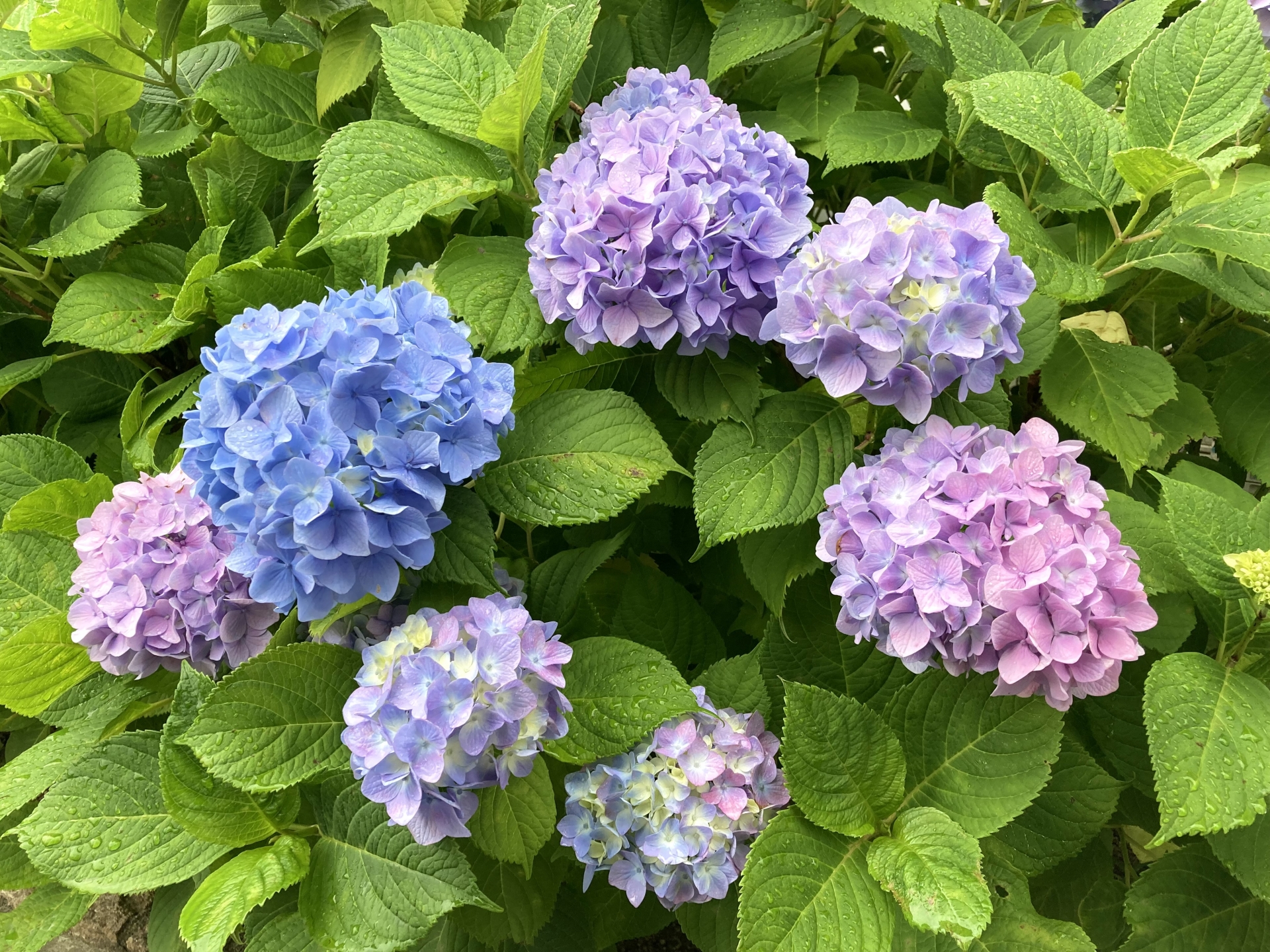 こころの庭